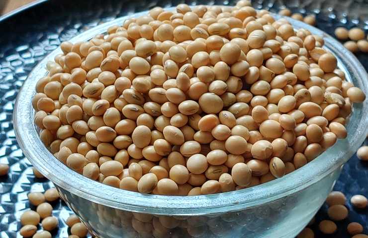 Soia matura in un contenitore