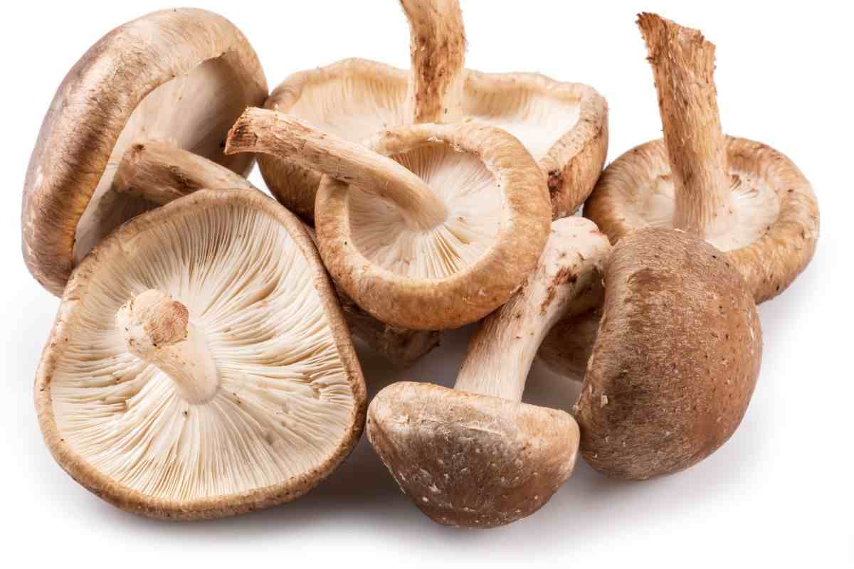 funghi