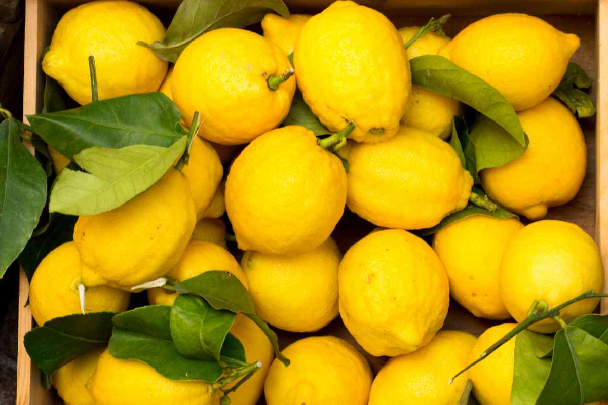 limoni