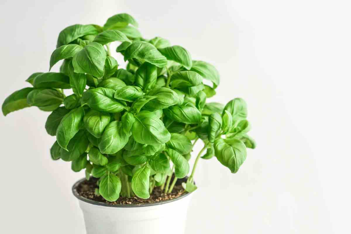 basilico